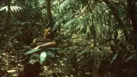 Backdrop to the movie "Tropical Malady" #893613