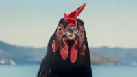 Backdrop to the movie "Hen" #870422