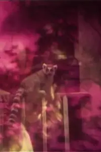 Poster to the movie "Positano" #1104524