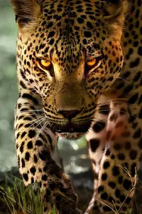 Poster to the movie "Living with Leopards" #705221