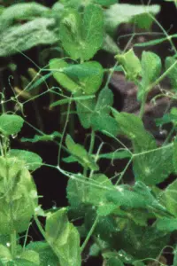 Poster to the movie "Revolving Rounds" #570613