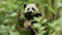 Backdrop to the movie "Moon The Panda" #871018