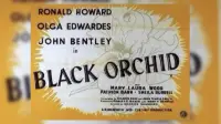 Backdrop to the movie "Black Orchid" #982222