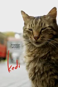 Poster to the movie "Kedi" #1167208