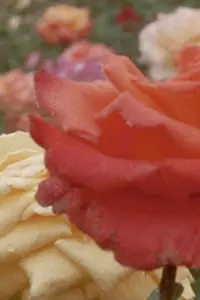 Poster to the movie "Glimpses from a Visit to Orkney in Summer 1995" #1183938