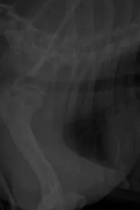 Poster to the movie "MUÑECAS." #657897