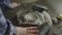 Backdrop to the movie "Ammonite" #715309