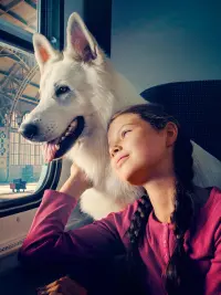Poster to the movie "The Travelling Dog" #739021