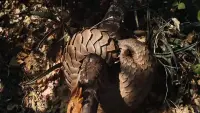 Backdrop to the movie "Pangolin: Kulu