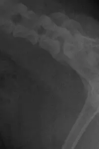 Poster to the movie "LA CARIE." #657901