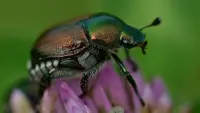 Backdrop to the movie "Fabulous Insects - Beetles" #814268