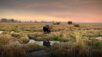 Backdrop to the movie "Kaza: The Last Refuge of Elephants" #1102716