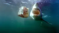 Backdrop to the movie "Sharks of the North" #803264