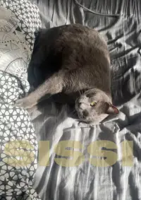 Poster to the movie "Kedi" #1167211