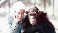 Backdrop to the movie "Lucy the Human Chimp" #896961