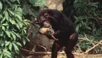 Backdrop to the movie "Lucy the Human Chimp" #896972