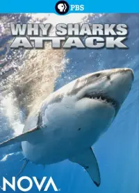 Poster to the movie "Why Sharks Attack" #1002359