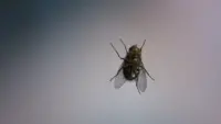 Backdrop to the movie "The Fly" #754358