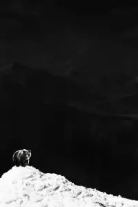 Poster to the movie "Cocaine Bear" #1137941