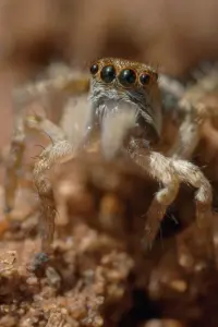 Poster to the movie "The World According to Jumping Spiders" #769542