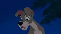 Backdrop to the movie "Lady and the Tramp" #629696
