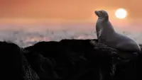 Backdrop to the movie "Sea Lions of the Galapagos" #747451