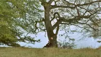 Backdrop to the movie "The Emigrants" #720688