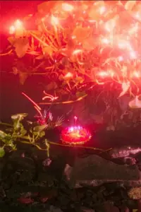 Poster to the movie "Crazy Lotus" #197619