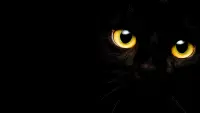 Backdrop to the movie "Cat Call" #771196