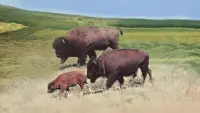 Backdrop to the movie "The Vanishing Prairie" #894883