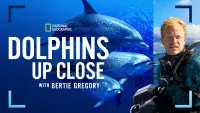 Backdrop to the movie "Dolphins Up Close with Bertie Gregory" #925236