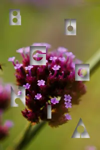 Poster to the movie "Bugonia" #1052729