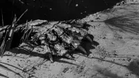 Backdrop to the movie "Creature from the Black Lagoon" #783001
