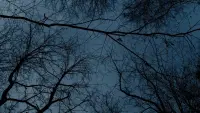 Backdrop to the movie "Limbo" #449447