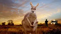 Backdrop to the movie "Kangaroo: A Love-Hate Story" #873053