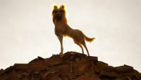 Backdrop to the movie "Isle of Dogs" #778845