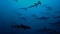Backdrop to the movie "Sharkwater Extinction" #1047489