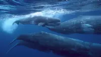 Backdrop to the movie "Giants of the Deep Blue" #795691