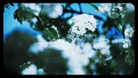 Backdrop to the movie "Flowers (III)" #888338