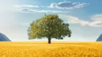 Backdrop to the movie "The Lovely Bones" #742535