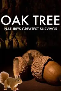 Poster to the movie "Oak Tree: Nature