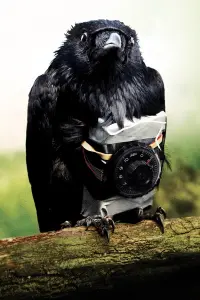 Poster to the movie "Four Lions" #745047