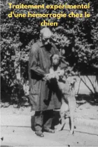 Poster to the movie "Experimental Treatment of a Hemorrhage in a Dog" #1197217