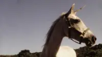 Backdrop to the movie "I Believe in Unicorns" #892102