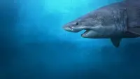 Backdrop to the movie "Sharks of the North" #803263