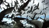 Backdrop to the movie "Leviathan" #788444