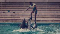 Backdrop to the movie "The Last Dolphin King" #786974