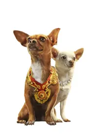 Poster to the movie "Beverly Hills Chihuahua" #780949