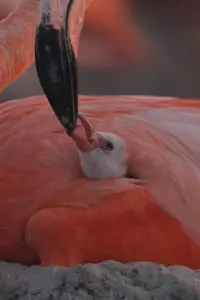 Poster to the movie "Flamingos: Life After the Meteorite" #768275