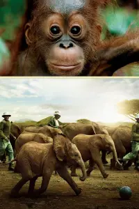 Poster to the movie "Born to Be Wild" #1177266